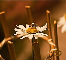 Calm Bee by Deni Dedic