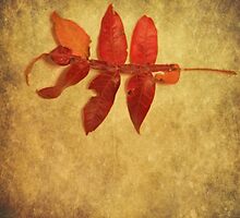 Birth (without words) by Tia Allor-Bailey