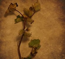 Pine (without words) by Tia Allor-Bailey