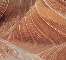 form and function by Robert C Richmond