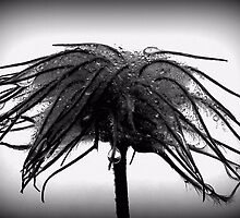 Pixie Dance by funkyfacestudio