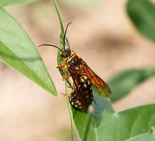 Young Love amoung the Flower Wasps by Normf