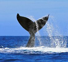Hey, Look At Me! by Gina Ruttle (Whalegeek)