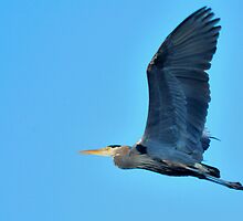 Born to Fly by mermaster