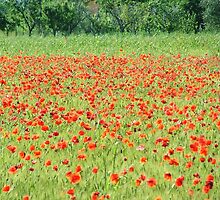 Tuscan Poppies by jules572