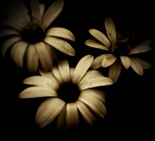 for Oscar by Colleen Milburn