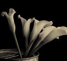 Canned Callas by Mabs