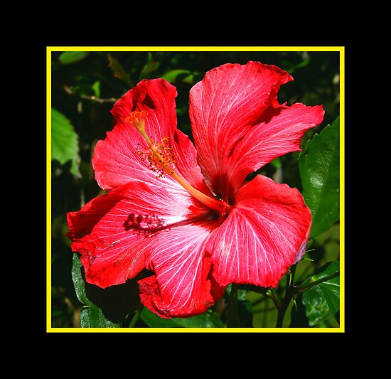 FLOR DE MAGA , Flor Nacional de PUERTO RICO )))) - Jardinería - Hello