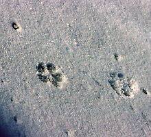 One Small Step for a Cat....One giant leap to a MOUSE... by Larry Llewellyn