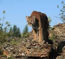 Montana Mountain Lion by mlorenz