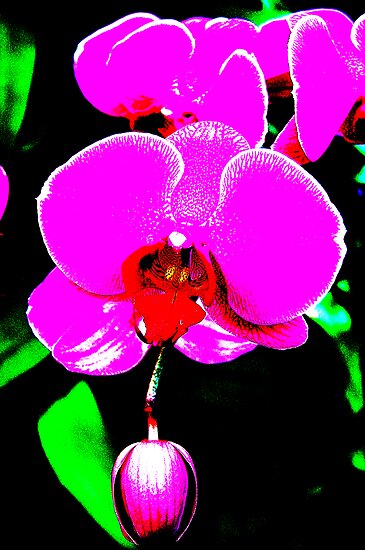 "Orchid Cartoon" by LowLightImages | Redbubble