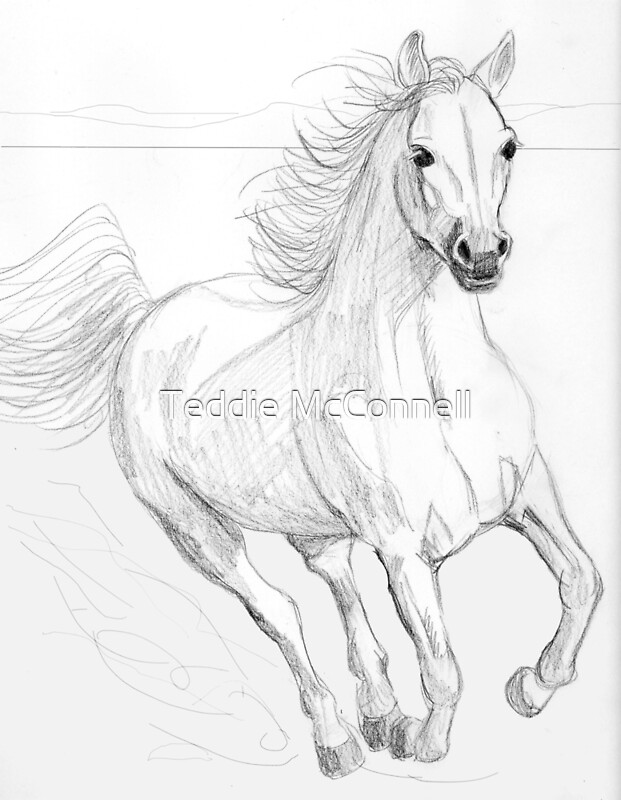 "Running Arabian Horse Pencil Drawing" by Teddie McConnell ...