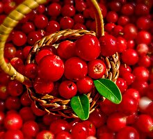 Cowberries by Digifuture