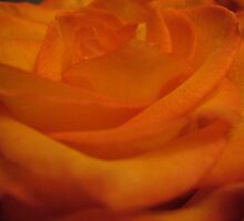 Fluttering Kisses Rose by MarianBendeth