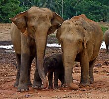 Elephants at Pinnawela, Sri Lanka by Rajeev Costa