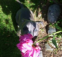 Gorgeous Baby Pit Bull Puppy Dog in Peony Flowers by Christy Carlson