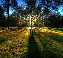 Waking up in the forest by Chris Lofqvist