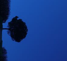 tree in blue by nicandgil