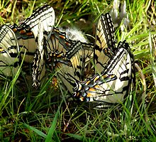 Cow Pie Beauty by Kay Kempton Raade