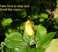 Stop and Smell the Roses by Gerry Temple