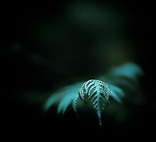 ...even the deepest forest receives a little sunshine... by Geoffrey Dunn