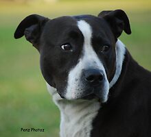 American Staffordshire Bull Terrier by Penny Brooks
