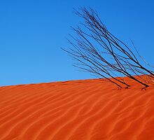 Desert,N.T. by Joe Mortelliti