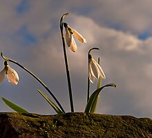 PROMISE OF SPRING by Sandy Stewart