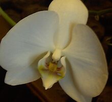 Orchid nods... by anaisnais