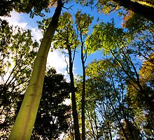 Buried deep in forest by jennimarshall