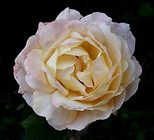 Rose 'Rainbow's Heaven Scent' by ArtisanArts