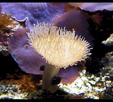 Under the sea by amylw1