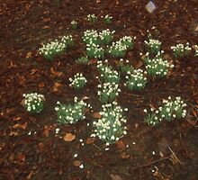 Sequence to 'Friends are like snowdrops' (poem attached) by marieangel