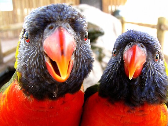 Rainbow Lorikeets ~ All beak & In your Face! by Kimberly P-Chadwick Rainbow Lorikeets ~ All beak & In your Face! by Kimberly P-Chadwick