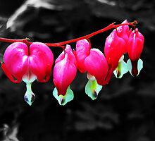 Dicentra - Bleeding Heart by jules572