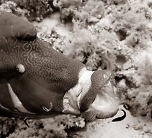 Cleaning a humphead wrasse by jackmbernstein