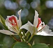 Miraculous Duality by Nira Dabush