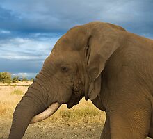Resting her Trunk by Vickie Burt
