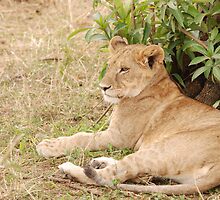 Relaxing before the hunt. by CriscoPhotos