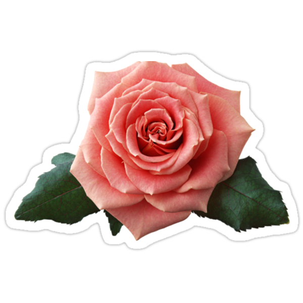 Pink Rose Stickers By Olga Chetverikova Redbubble 3276