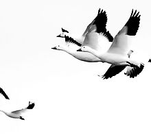 How It Feels To Be Free by photosbytony