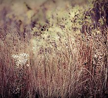 tall grass by Jennifer Muller