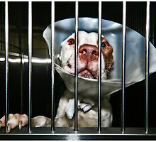 Shelter Dogs #17 by Mark Ross
