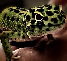 Got Crickets? by imagesbylori