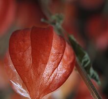 In red by Antanas
