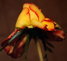 Roze in brown by Antanas