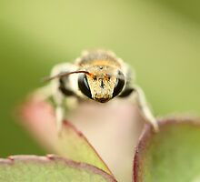 Face It by Sarah Jennings