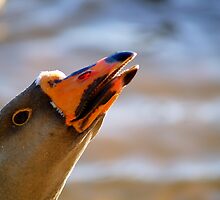 Geese. Weapons of Mass Destruction? by meowiyer