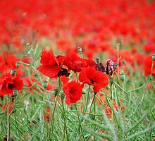 The Red Blanket by Kim Slater