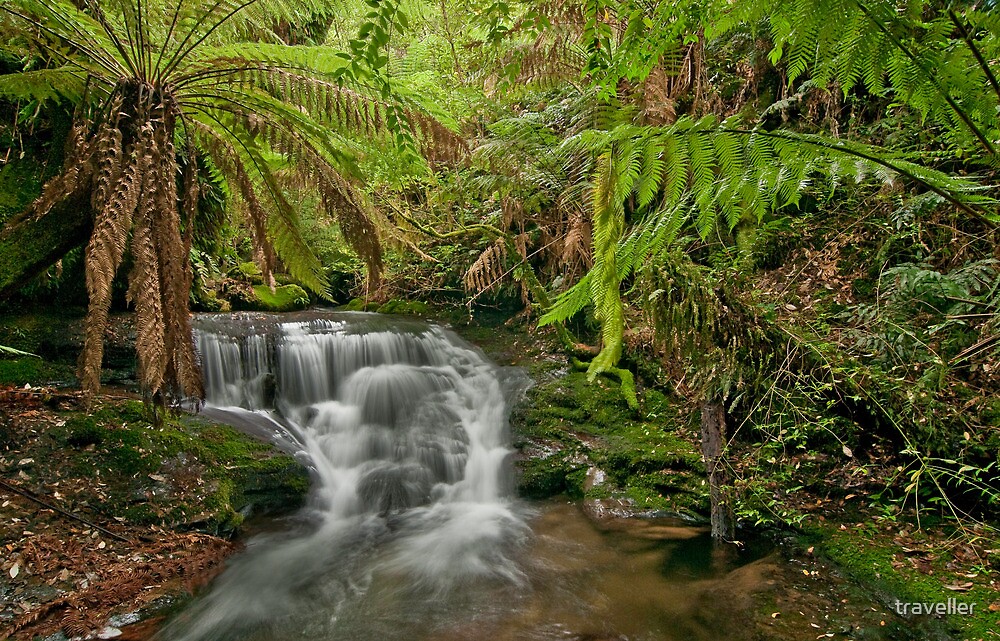 "Tasmanian rainforest" by traveller Redbubble
